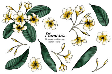 Set of Plumeria flower and leaf drawing illustration with line art on white backgrounds. - obrazy, fototapety, plakaty