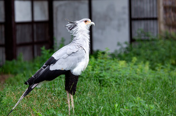 Fototapeta premium Bird Secretary Sagittarius serpentarius walking in the park. The secretarybird is instantly recognizable as a very large bird with an eagle-like body on crane-like legs.