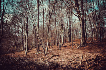 Obraz premium Dark Forest. Misty Green mountain forest landscape