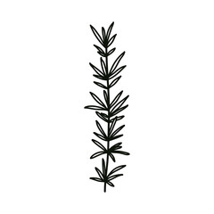 rosemary doodle icon, vector illustration