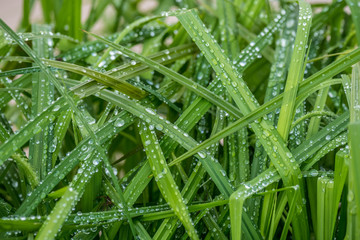 Water droplets on grass