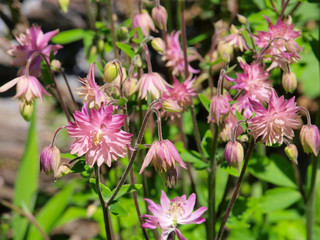 Flowers from a garden tour in New Jersey