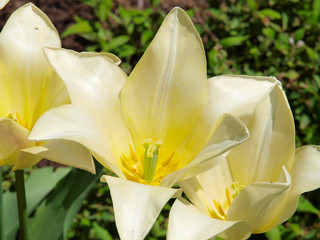 Flowers from a garden tour in New Jersey