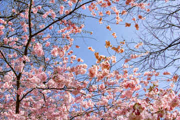 Magnolia branches in the garden near the house. Flowering Magnolia tree