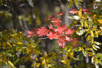 red autumn leaves