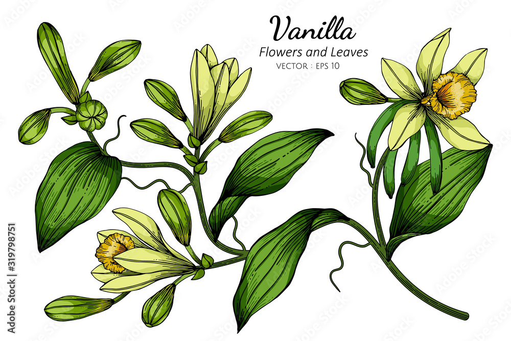 Wall mural Vanilla flower and leaf drawing illustration with line art on white backgrounds. - Wall murals