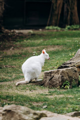 Obraz premium White albino wallaby at the zoo