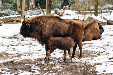 Bison in the reserve. Representatives of wild European bulls in the winter forest. Brown European...