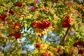 Berries of the Mountain ash (lat. Sorbus aucuparia) among autumn foliage.