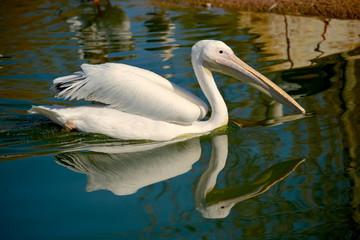pelican