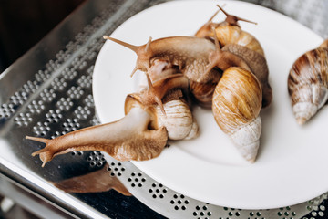 Fresh snails on a white plate ready to serve and eat