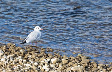 a seagull stands at the stone beach in the sunset and watches the water, looking for fish food