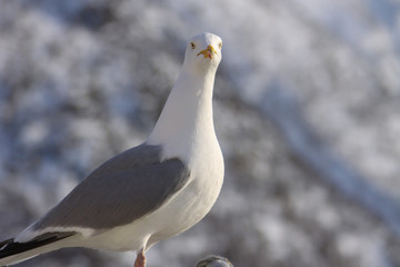 Herring gull - Common and widespread large gull found throughout the Northern Hemisphere.