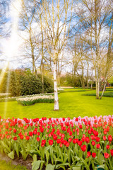 Plakat Spring landscape. Sun rays shining on a meadow flowers. garden in spring