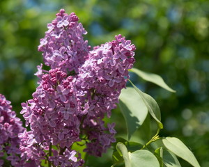 Blooming Purple the flowers of lilac ordinary (lat. Syrínga vulgáris) on a background of green...