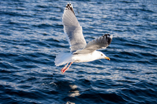 Seagull hunting for food on the winter sea in Nordland county