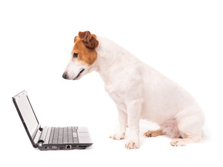 jack russell dog using a computer and browsing the internet