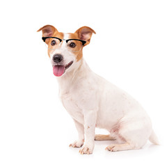 jack russell dog  isolated on white background, wearing reading glasses