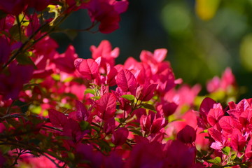 flowers in the garden
