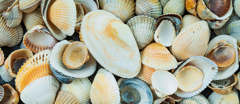 beautiful background and texture of nature sea shell pattern