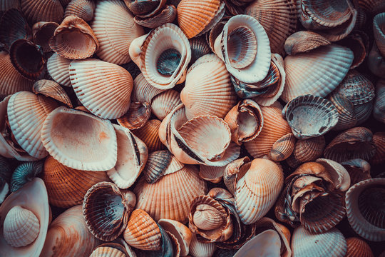 beautiful background and texture of nature sea shell pattern