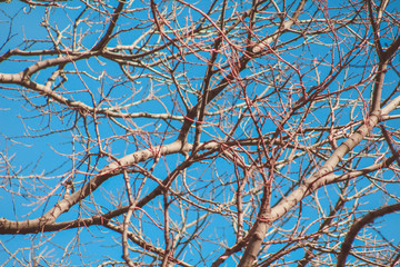 leafless branches at tree in front of blue sky in Spain