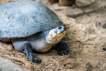 Portrait of the  turtle on the sandy beach. Sea Turtle