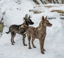 puppies dogs on snow background in the courtyard