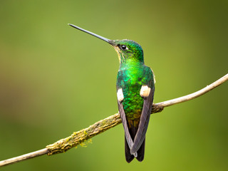 Buff-winged starfrontlet (Coeligena lutetiae) is a species of hummingbird in the family Trochilidae. It is found in Colombia, Ecuador, and Peru. © Milan