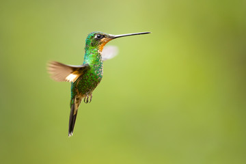 Fototapeta premium Buff-winged starfrontlet (Coeligena lutetiae) is a species of hummingbird in the family Trochilidae. It is found in Colombia, Ecuador, and Peru.