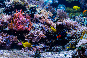 Plakat beautiful underwater world with tropical fish