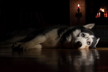 Siberian husky dog lies next to burning fireplace and candles in dark room at night. Portrait beautiful dog with blue eyes © Konstantin