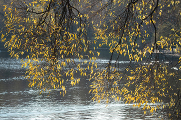  willow branches over water