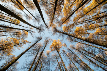  tree crowns in autumn