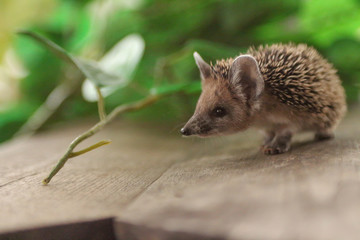 Naklejka premium a small hedgehog stands in the leaves