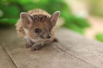 small hedgehog with big ears