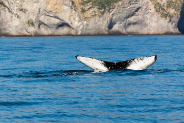 Fototapeta premium Wal vor Kamtschatkas Küste