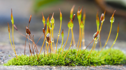 Extreme closeup of moss flowers with selective focusing.