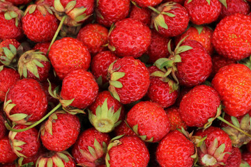 Ripe red pine strawberries background. Closeup. Macro