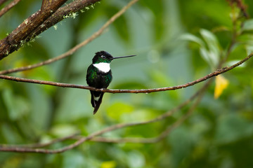 Collared inca (Coeligena torquata) is a species of hummingbird found in humid Andean forests from western Venezuela, through Colombia and Ecuador, to Peru and Bolivia. It is very distinctive bird