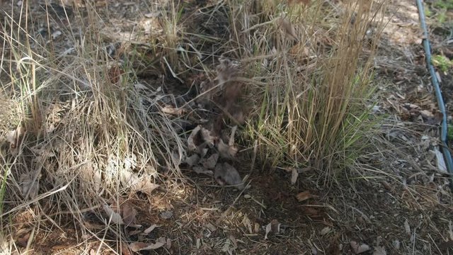 Garden Cleaning in Spring. Grass with Mulch. 4K