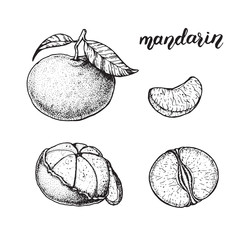 Mandarin hand drawn sketch, vector illustration. Mandarin slices.