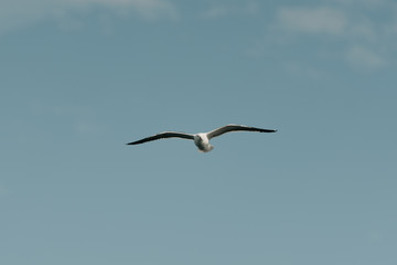 Far away seagull in flight with the blue sky and clouds on the background on a sunny day in the afternoon