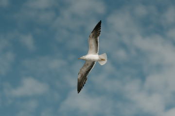 Seagull in flight from below with the blue sky and clouds on the background on a sunny day in the afternoon