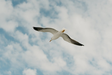  Strong seagull in flight from below with the blue sky and clouds on the background on a sunny day in the afternoon