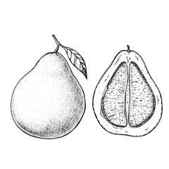 Pomelo hand drawn sketch, vector illustration. Pomelo slice.
