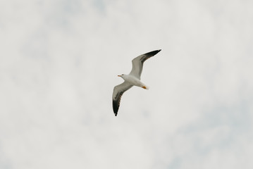 Seagull in flight from below with the blue sky and clouds on the background in the afternoon
