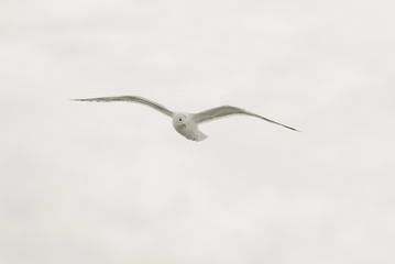 A seagull in flight with the clouds on the background on a sunny day in the afternoon