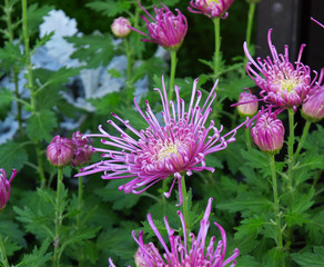 A variety of Japanese Kiku, or Chrysanthemum, flowers