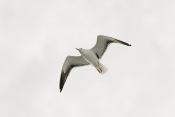 A seagull in flight with clouds on the background on a sunny day. Photo from below